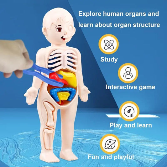 Early Science and Education Learning Human Organ Model for Children (14pcs)